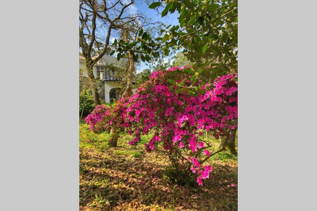 Quinta biológica, com vista, na Serra de Sintra Exterior foto