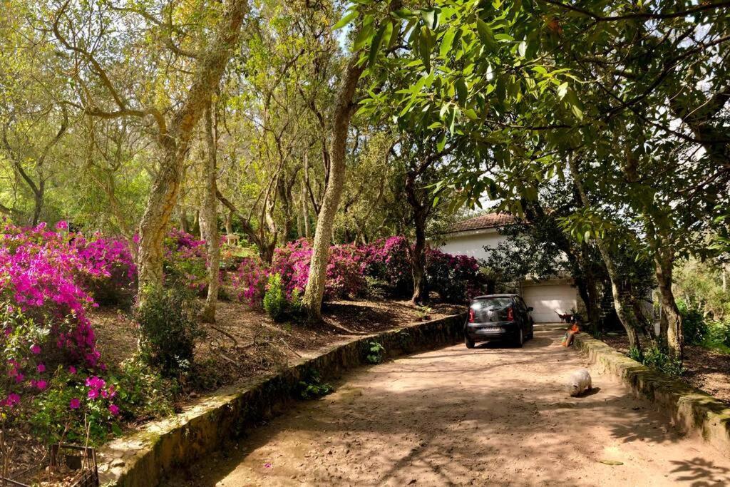 Quinta biológica, com vista, na Serra de Sintra Exterior foto