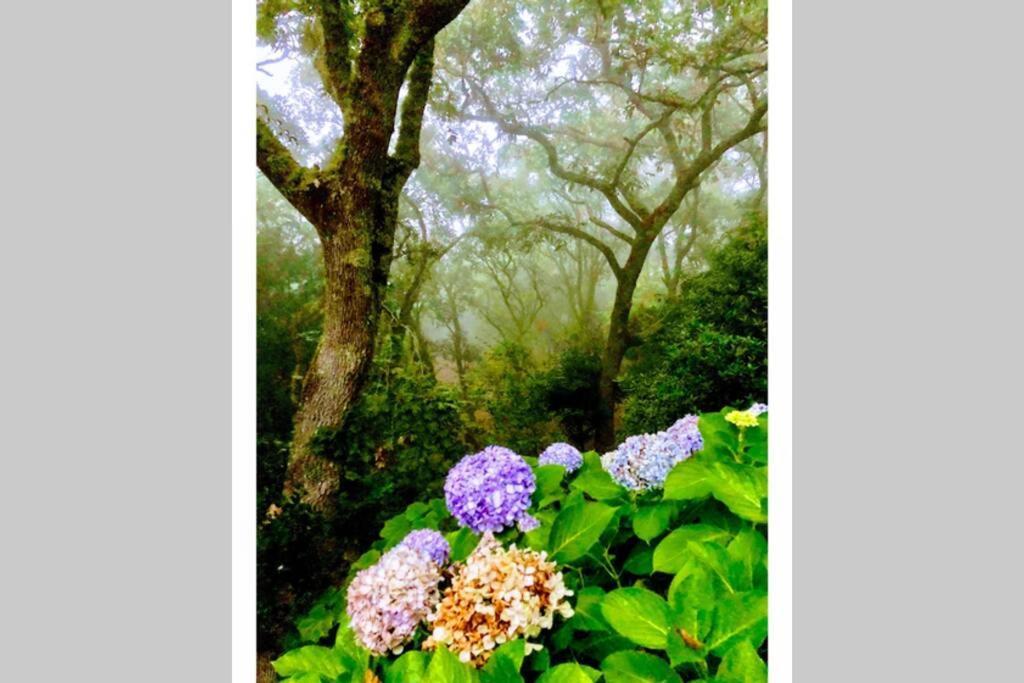 Quinta biológica, com vista, na Serra de Sintra Exterior foto