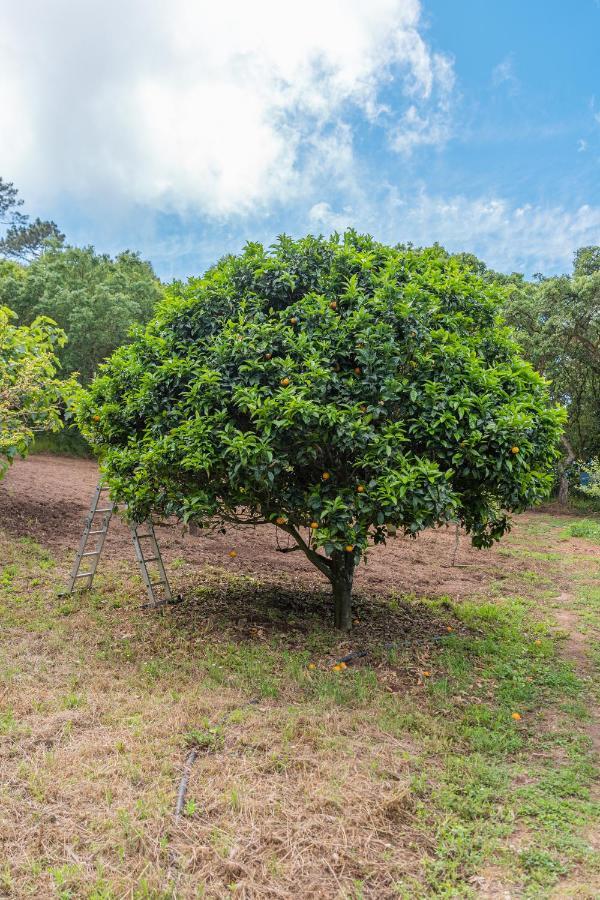 Quinta biológica, com vista, na Serra de Sintra Exterior foto